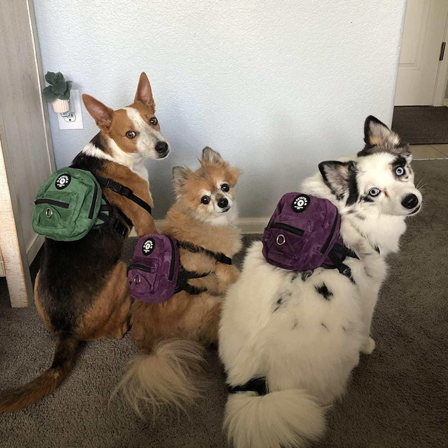 Dog Backpack Harness with Leash, Dog Poop Bag Dispenser, Pet Self Carrier Adjustable Travel Hiking Walking Harness Backpack for Small Medium Dogs (M(Fit:10-15Lb), Purple)