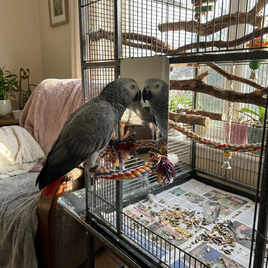 Stainless Steel Bird Mirror with Rope Perch