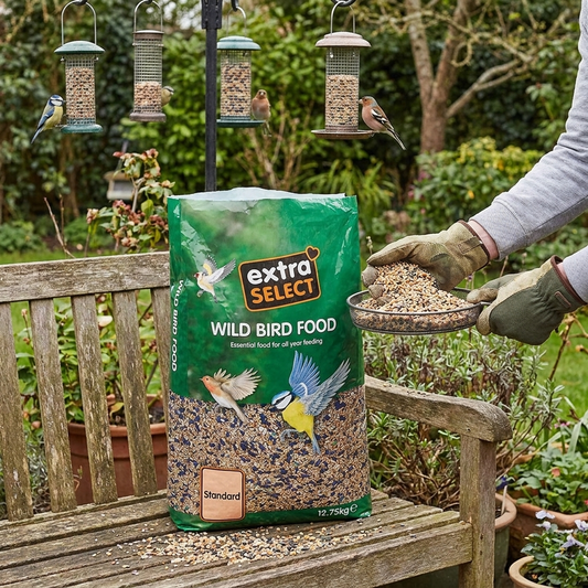 bird feed